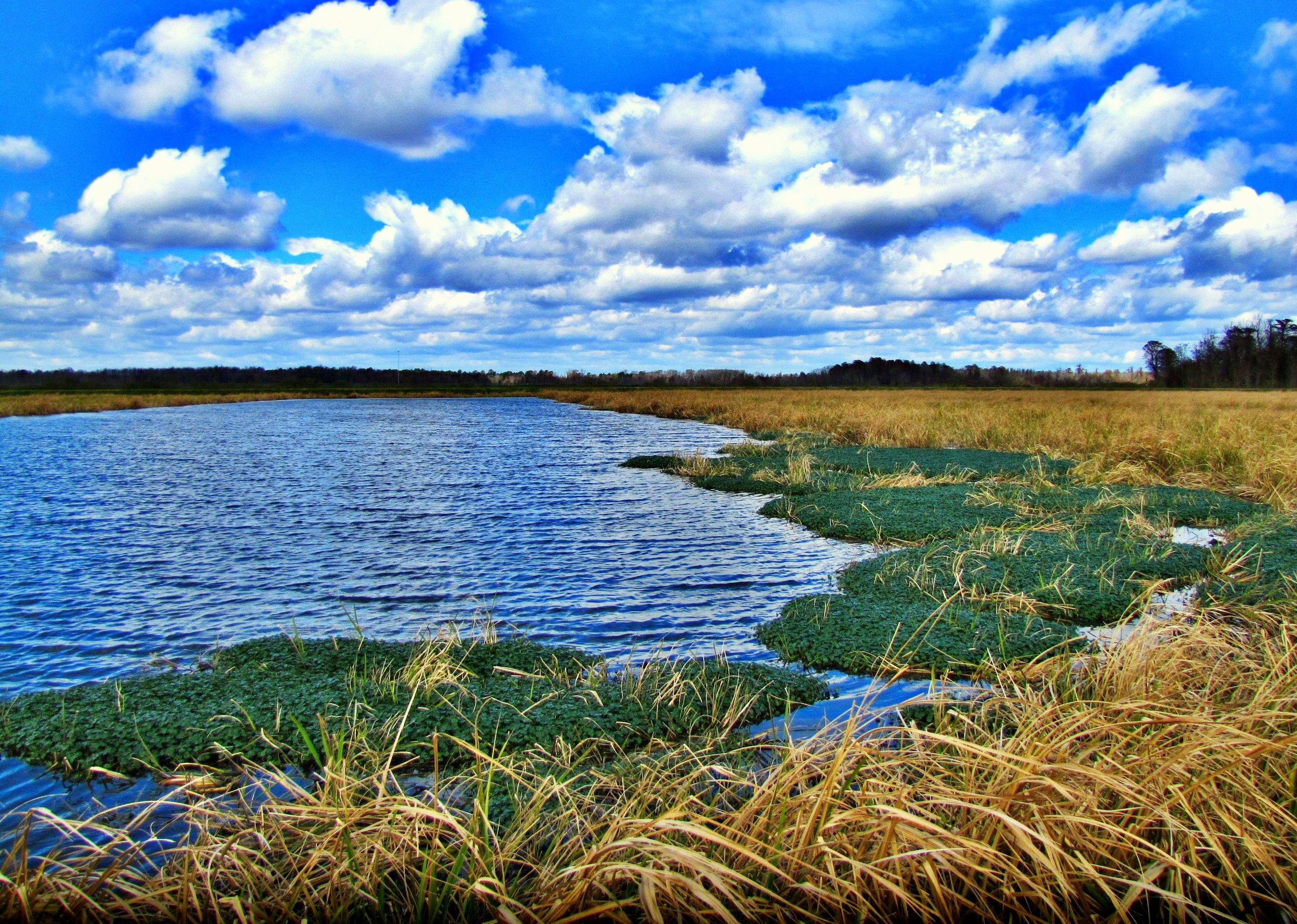 Phinizy Swamp Floodplain
